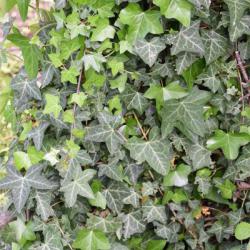 Common Ivy is a native evergreen woody climber provides vital nesting and foraging for small birds.