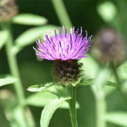 Common or Black Knapweed is a native species that was introduced into the cemetery.