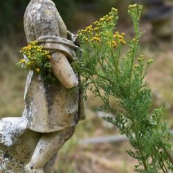This familiar native plant, with its all yellow flowers, flowers from June.