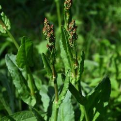 Common Sorrel is a native dock that is edible, if somewhat bitter.  Its red flowers appear from May.