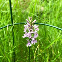 The Common Spotted Orchid is one of our most common native wild orchids.