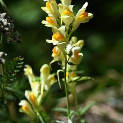 Common Toadflax is one of our native toadflaxes, which from June has yellow flowers with an orange spot on the lower lip.