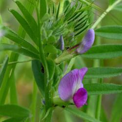 The reddish-purple flowers of Common Vetch are very common in the cemetery from April. Vetch roots are edible.