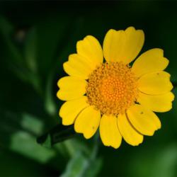 The daisy-like bright yellow flowers of the Corn Marigold appear from June. 