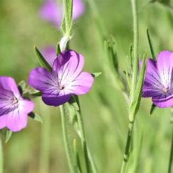 Sadly, our native Corn Cockle is now extremely rare, having been seriously affected by agricultural herbicides. 