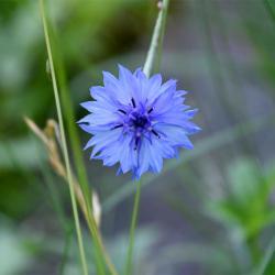The blue flowers of Cornflower appear in June and by early July are soon gone, as can be seen in this photograph.