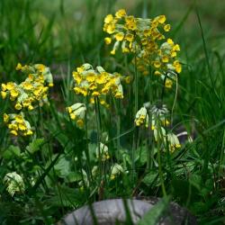 Flowering later than the primrose, the Cowslip is also a useful addition to the early season list of culinary ingredients.