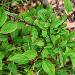 The white or pink flowers appear in May.  This is not the same as our cultivated apple, which is Malus domestica.