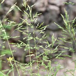 Creeping Bent is a native creeping perennial with long runners.