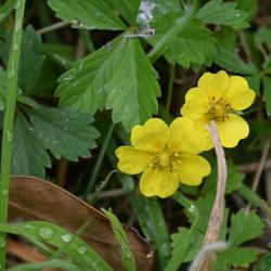 Creeping Cinquefoil is a native plant, flowering from May, that may in fact have leaves with from 5 to 7 leaflets. 