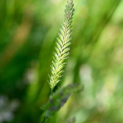Crested Dog's-tail grass is a short-lived native perennial, growing in compact tufts.