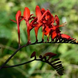 Montbretias are members of the Iris family. Iris was the Greek goddess who carried messages from Olympus to the Earth.