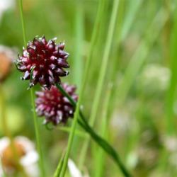 Crow Garlic is a native wild onion that can be used like chives.  It flowers from June.
