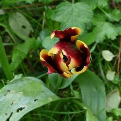 This garden flower appears in numerous colours and varieties.