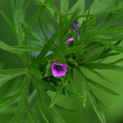 The Cut-leaved Crane's-bill is a member of the Geranium family.