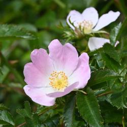 The name of this native Dog-rose may be a corruption of 'dagger rose' because of its long thorns.