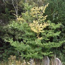 Dutch Elm Disease is spread by Elm Bark Beetles. 