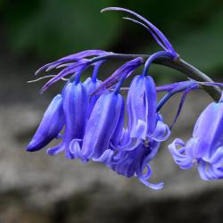 The tips of the English Bluebell's flowers revolute, meaning they roll back from the tip.