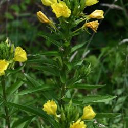 These 4 - 5 centimetre, leafy-spiked, yellow flowers open quickly every evening, hence the name.