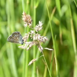 False Oat-Grass is a  tall, loosely tufted, native perennial grass that flowers from May.
