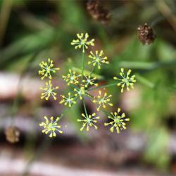 Fennel is a late-flowering umbellifer (Jul-Sep) with a long culinary history.