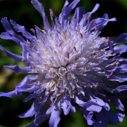 Field Scabious flowers between June and September with a single, dense, lilac-coloured flower head on each tall stem.