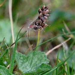 Field Wood-rush is a rush that's shorter than many grasses.