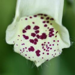 The familiar spikes of pink-purple two-lipped flowers of this native woodland plant appear from June.