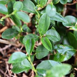 The strong-smelling white flowers of Garden Privet, a half-evergreen shrub, appear in May, followed by shiny black berries.