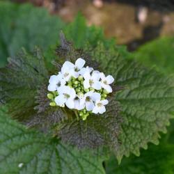 The long-stalked leaves with the heart-shaped base of Garlic Mustard are characteristic of this native plant.