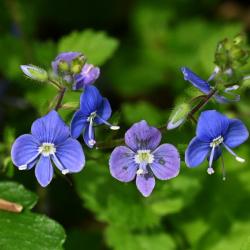 Germander Speedwell photographed in early May 2024.