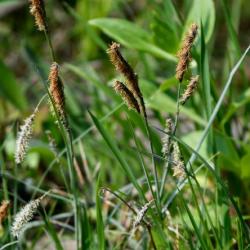 Glaucous Sedge is a creeping sedge that flowers from April. Its grey-green leaves are glaucous beneath.