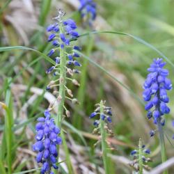 The familiar Garden Grape Hyacinth is a garden cultivar that flowers from March.