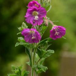 Great Willowherb is a tall, softly hairy species, as befits the name, and its leaves are mostly opposite.