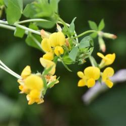Greater Bird's-foot-trefoil is larger and more erect than the Common Bird's-foot-trefoil species.