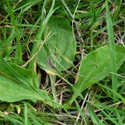 Greater Plantain have rounder leaves than the Ribwort Plantain.