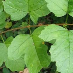 The Guelder Rose is a deciduous shrub that grow up to 4 metres in height.