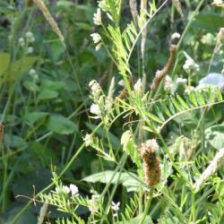 Despite its name the native Hairy Tare is almost hairless, although the pods are downy. It flowers from May.
