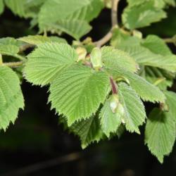 The catkins of the male Hazel flowers appear in January, along with the bud-like female bright red styles.