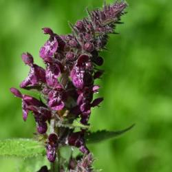 This is a roughly hairy, strong-smelling native plant, producing its white blotched purple flowers from June.