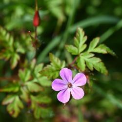 Herb Robert is a plant that belongs to the Geranium family.