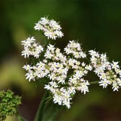 The Hogweed is a tough native that is beginning to dominate areas of the cemetery.