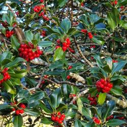 Our native Holly has white flowers on separate male and female trees, opening from May.