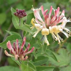 The Honeysuckle is a native climber whose flowers appear in June.