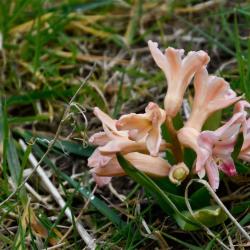Hyacinths have been cultivated for their colour variations, of which just a few can be found in the Cemetery.