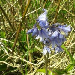 Commonly referred to as the 'Spanish Bluebell', this invasive hybrid is becoming increasingly common, and flowers from April.