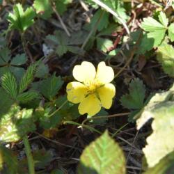 The introduced Indian Strawberry has yellow flowers and a dry strawberry-like fruit that is not worth eating.