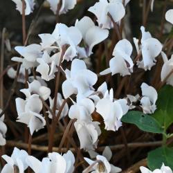 Cyclamens are members of the Primrose family, and this one is a hardy flowering plant that doesn't lose its leaves in winter.
