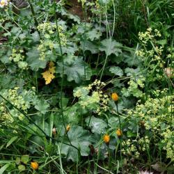 Lady's Mantle has alternate leaves and a profusion of very small 5-petalled flowers.