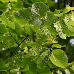 There are three species of lime tree in Britain, but only the Large-leaved Lime is found in the cemetery.